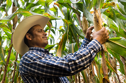 DEKALB - Buenas prácticas agrícolas