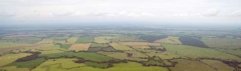 DEKALB - Semilla de maíz
