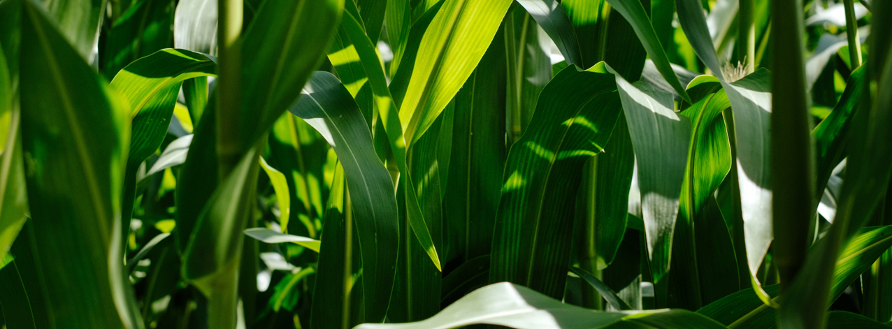 DEKALB - Cultivo de Maíz
