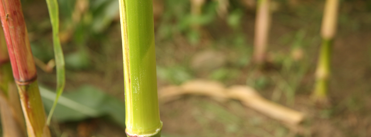 DEKALB - Cultivo de Maíz