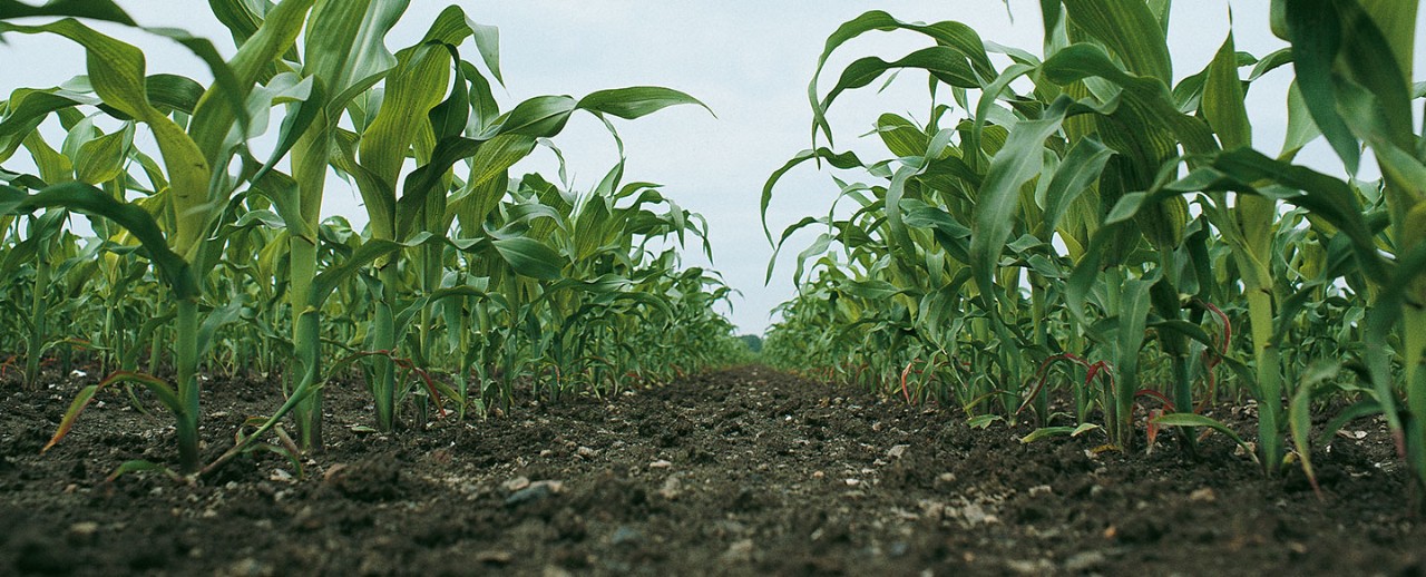 DEKALB - Cultivo de Maíz