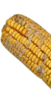 DEKALB - Enfermedades del maíz