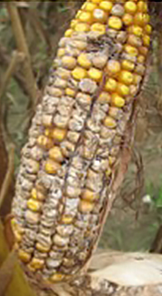 DEKALB - Enfermedades del maíz