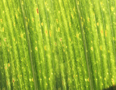 DEKALB - Enfermedades del maíz