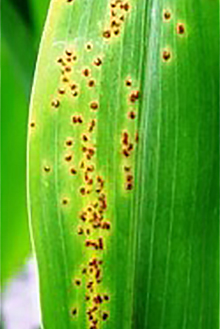 DEKALB - Enfermedades del maíz