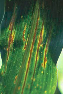 DEKALB - Enfermedades del maíz