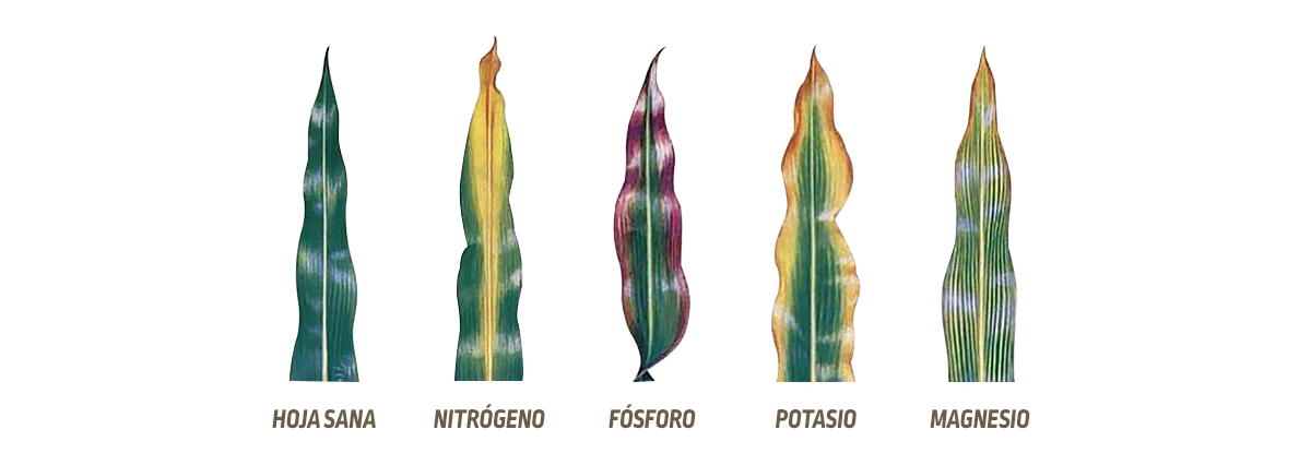 DEKALB - Enfermedades del maíz
