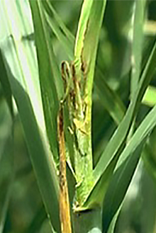 DEKALB - Enfermedades del maíz