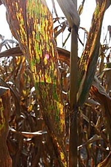 DEKALB - Enfermedades del maíz