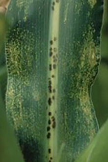 DEKALB - Enfermedades del maíz