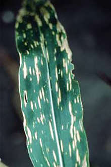 DEKALB - Enfermedades del maíz