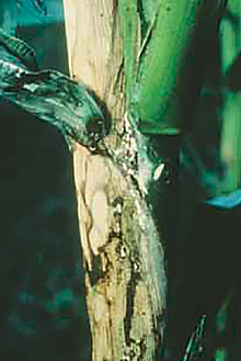 DEKALB - Enfermedades del maíz