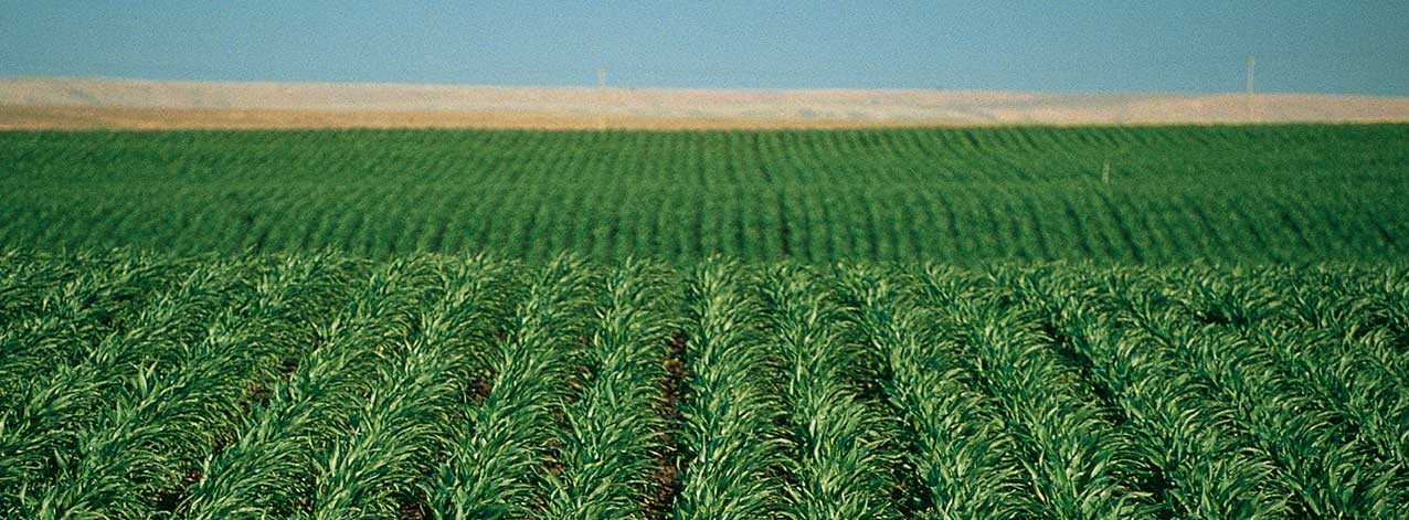 DEKALB - Cultivo de Maíz
