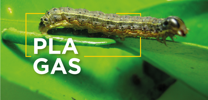 DEKALB - Plagas del maíz