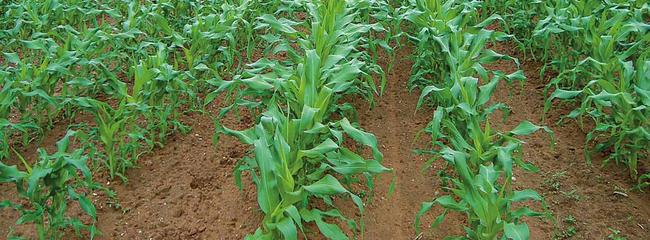 DEKALB - Cultivo de Maíz