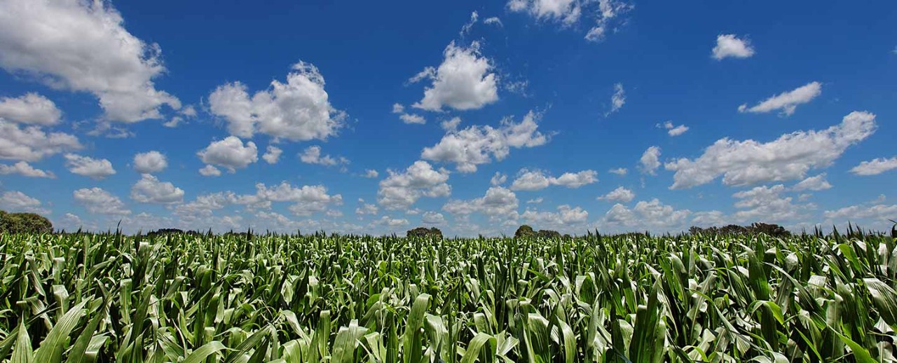 DEKALB - Cultivo de Maíz