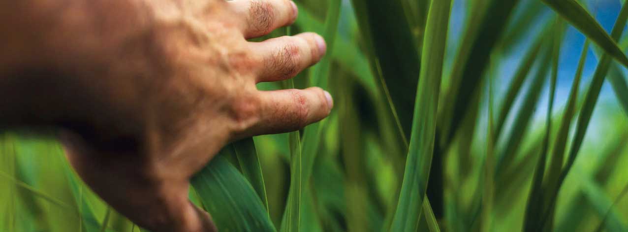 DEKALB - Cultivo de Maíz