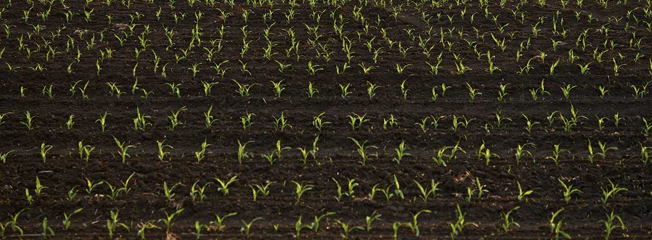 DEKALB - Cultivo de Maíz