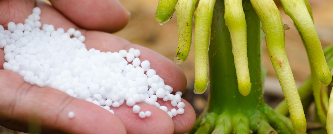 DEKALB - Fertilización de maíz