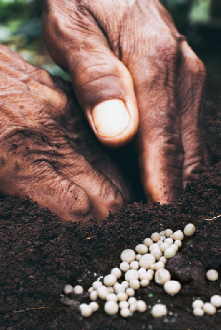DEKALB - Buenas prácticas agrícolas