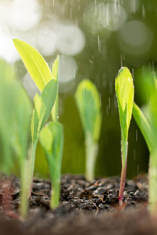 DEKALB - Cultivo de Maíz