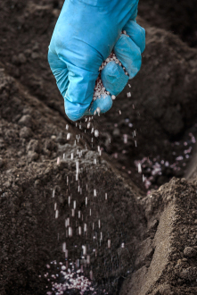 DEKALB - Fertilización de maíz
