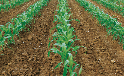 DEKALB - Cultivo de Maíz