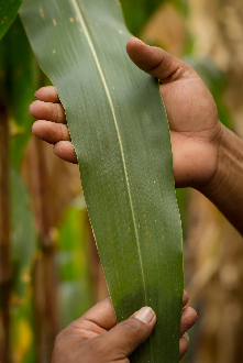 DEKALB - Cultivo de Maíz