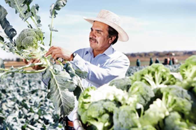DEKALB - Cultivo de Maíz