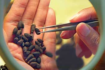 DEKALB - Buenas prácticas agrícolas