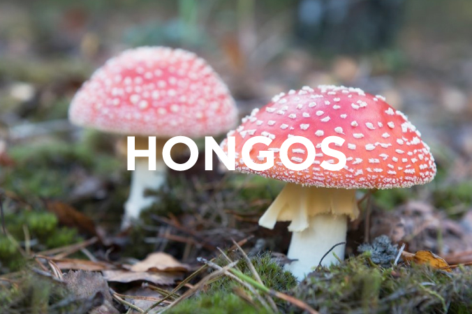 los hongos