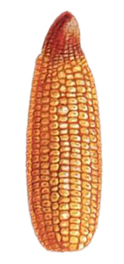 DEKALB - Enfermedades del maíz