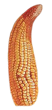 DEKALB - Enfermedades del maíz