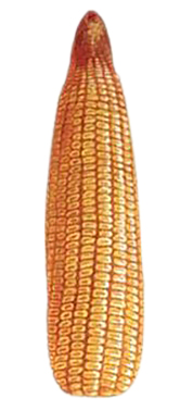 DEKALB - Enfermedades del maíz