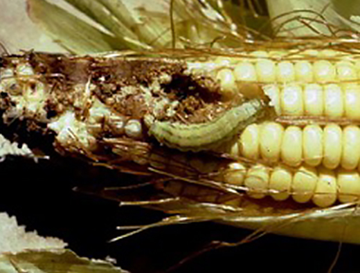 Gusano Elotero 