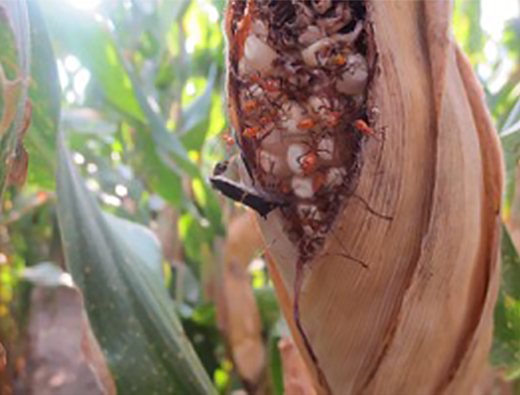 Gusano Elotero 