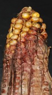 DEKALB - Enfermedades del maíz