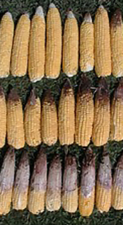 DEKALB - Enfermedades del maíz