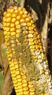 DEKALB - Enfermedades del maíz