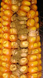 DEKALB - Enfermedades del maíz