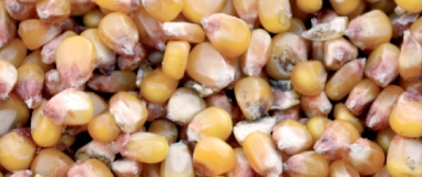 DEKALB - Semilla de maíz