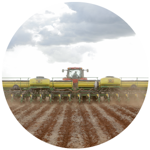 DEKALB - Cultivo de Maíz
