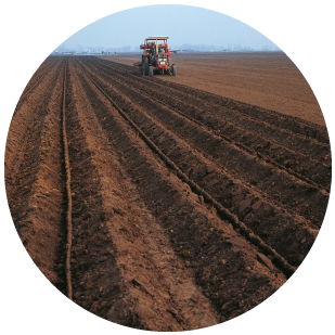 DEKALB - Cultivo de Maíz