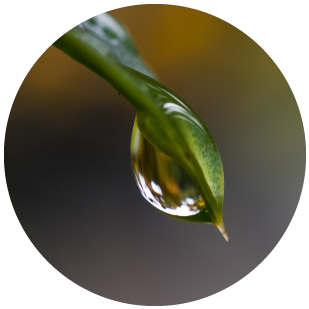 DEKALB - Cultivo de Maíz