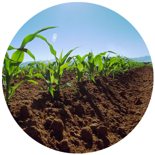 DEKALB - Cultivo de Maíz