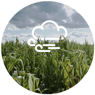 DEKALB - Cultivo de Maíz