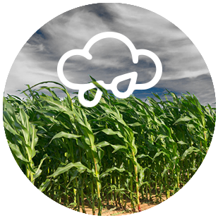 DEKALB - Cultivo de Maíz