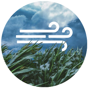 DEKALB - Cultivo de Maíz