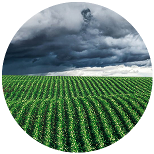 DEKALB - Cultivo de Maíz