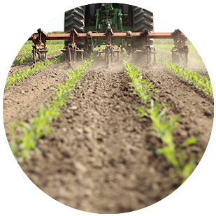 DEKALB - Cultivo de Maíz
